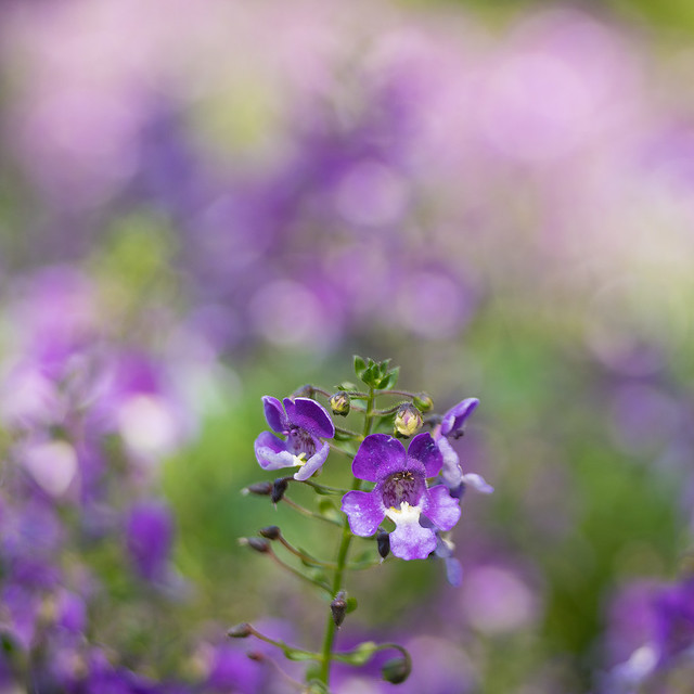 purple white flower trioplan bokeh 7735