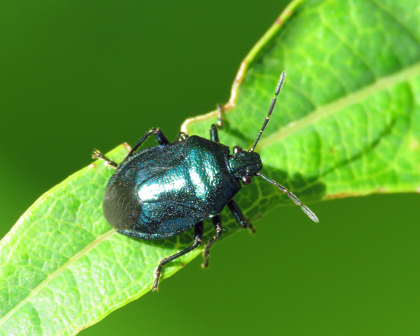 Blue Shieldbug - Zicrona caerulea