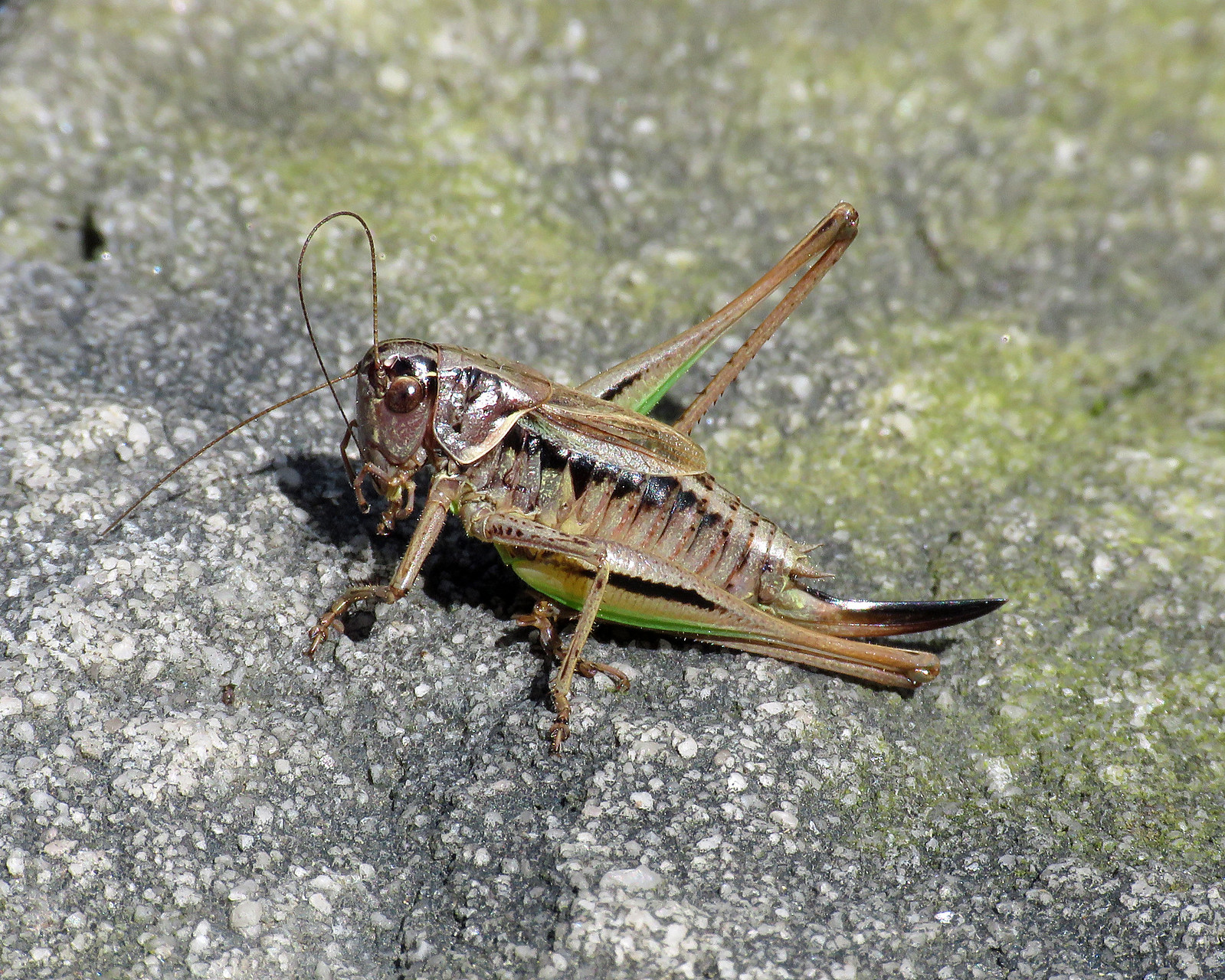Bog Bush-cricket - Metrioptera brachyptera