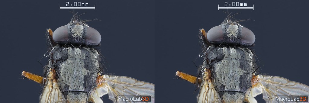 Usual fly, CrossView 3D.