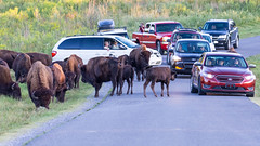 Cars & buffalo mingle on park road