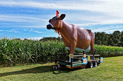 mayfield mayfieldfarms maggie cow cornmaze cornfield corn silo pumpkins tractor corntassle cornsilk barn barns