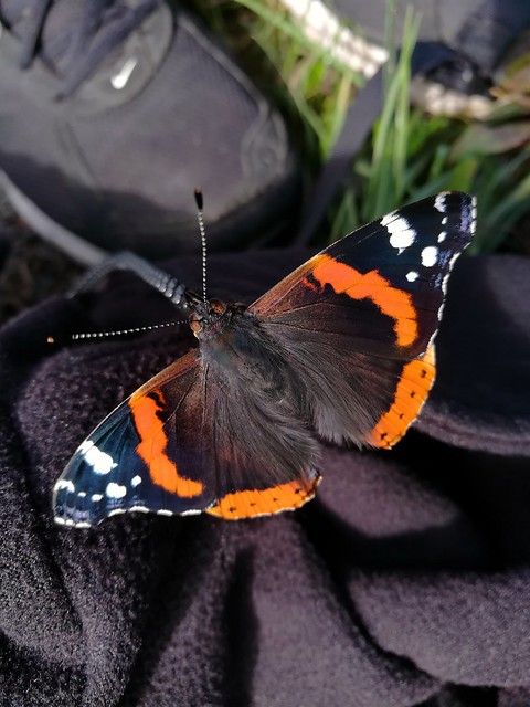 red admiral one