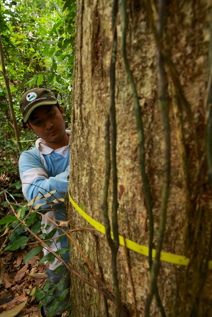 Center for International Forestry Research (CIFOR) researchers measure the circumference of trees.