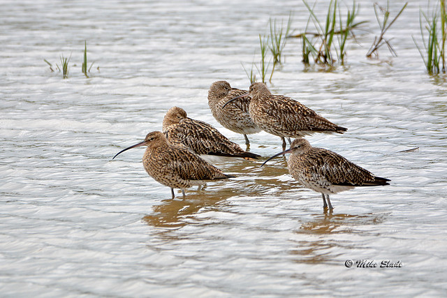 Curlews at rest