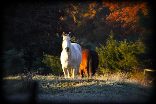 sunrise horse farm brown white fall animal missouri nikon d3100 digital flora fauna outdoors