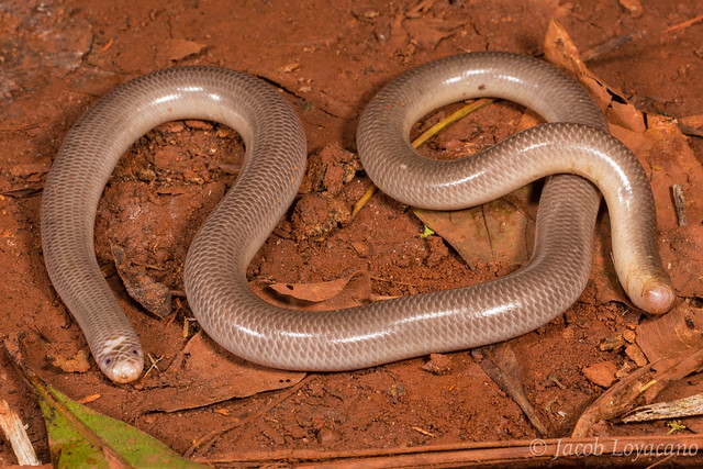 North-eastern blind snake (Anilios torresianus)