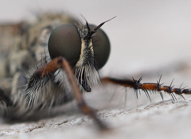 P8120018-1_Robber fly portrait