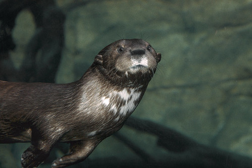 spotted-necked otter