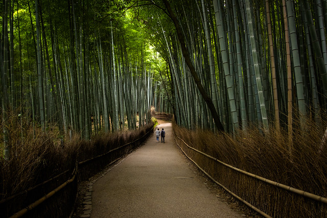 the path of bamboo, revisited #42 (Sagano, Kyoto)