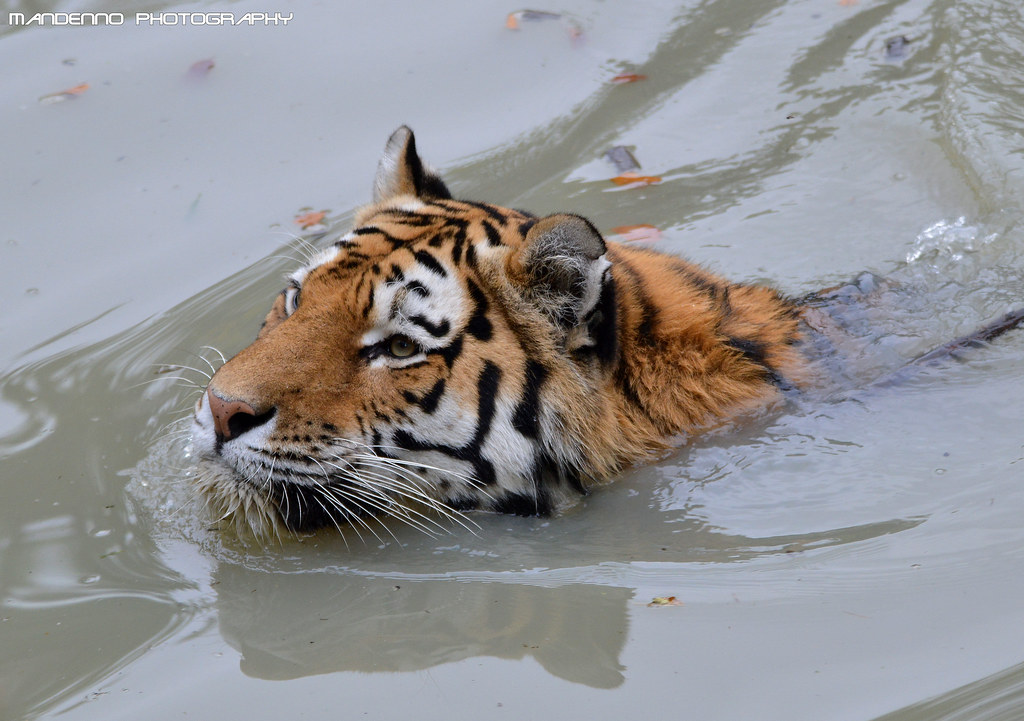 Swimming Siberian tiger - Zoom Gelsenkrichen