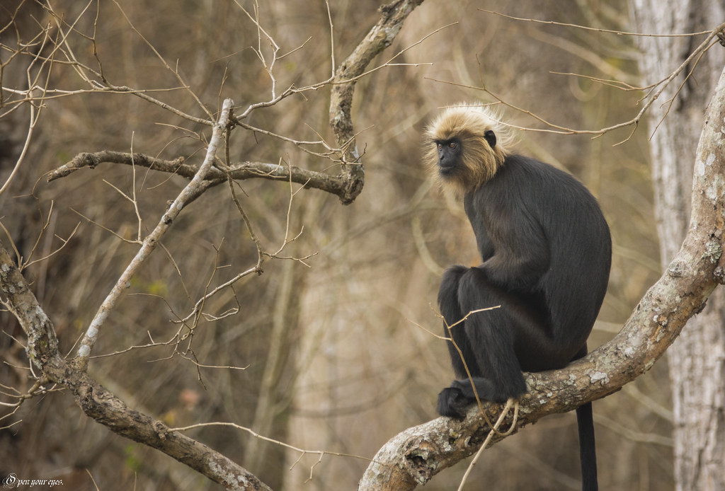Nilgiri Langur. One of the Endemic primate in the Western … | Flickr