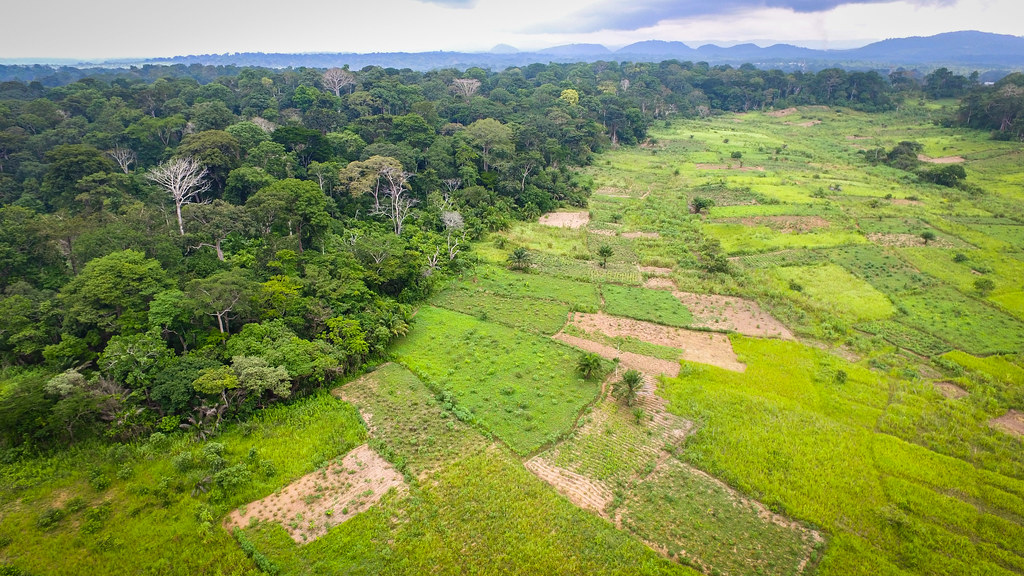 Aerial view of a Transition Forest area in Bokito, Cameroon.