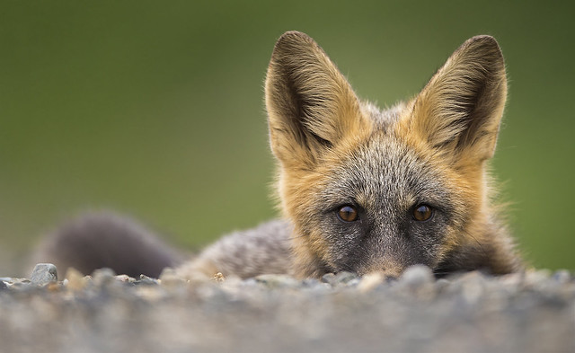 Peek-a-Boo Fox