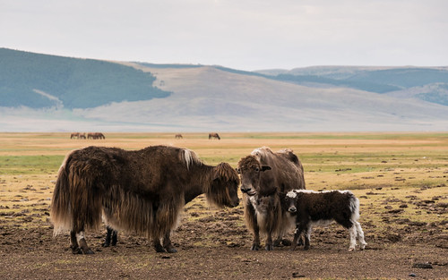 uliastai mongolia yakfarm zavkhanprovince zavkhan mongolië mn