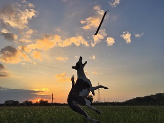 Pet Portraits Sunset Sky Field Silhouette Nature Grass Outdoors Beauty In Nature Jumping Landscape No People Mammal Scenics Animal Themes Leisure Activity Dog EyeEmNewHere The Week On EyeEm Whippet Pets Energetic Low Angle View Domestic Animals Cloud - Sk