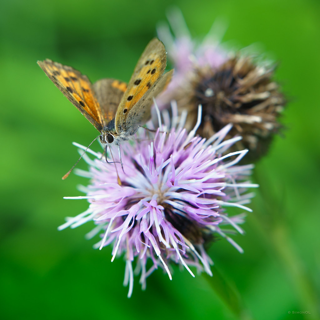 small copper, pink thistle