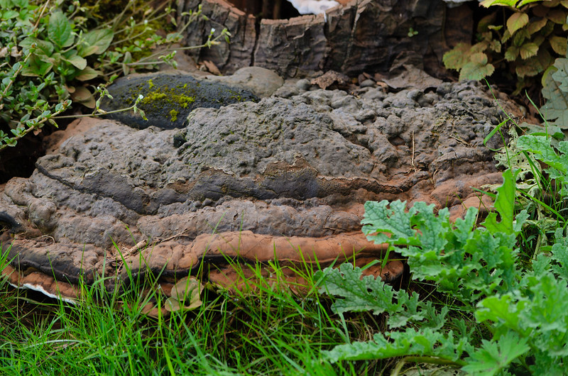 Large horse's hoof fungus, Himley churchyard