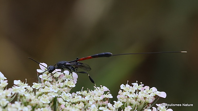 IMG_7124x800. Gasteruption jaculator (Parasitic wasp sp.) female