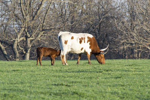 missouri farm long horn cow calf grazing eatting brown white animal nikon d3100 digital flora fauna outdoors
