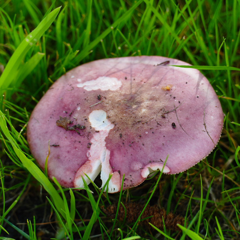 Russula mushroom on a lawn