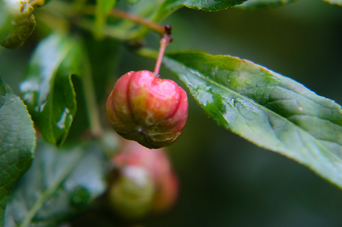 Spindle tree fruit, unripe