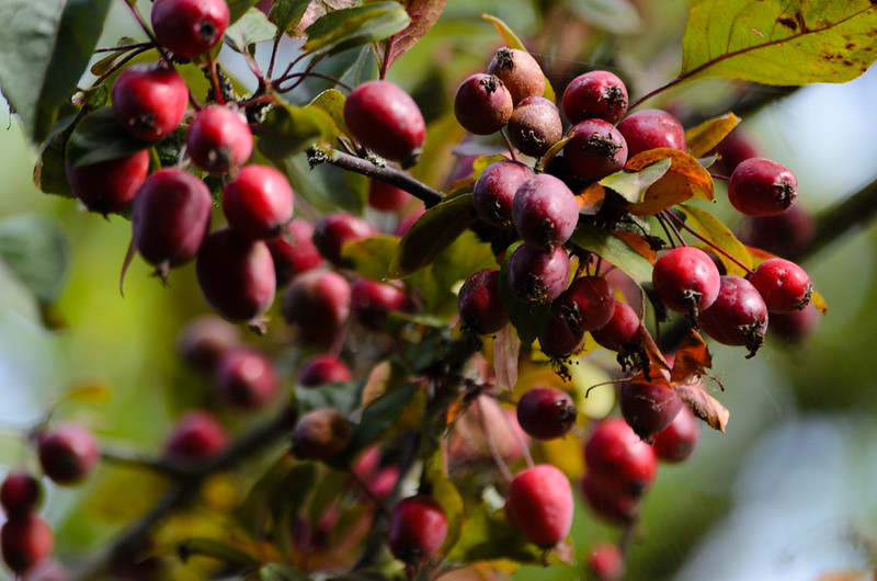 Red crab apples