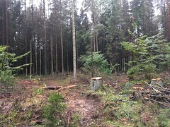 Bialowiezha logging