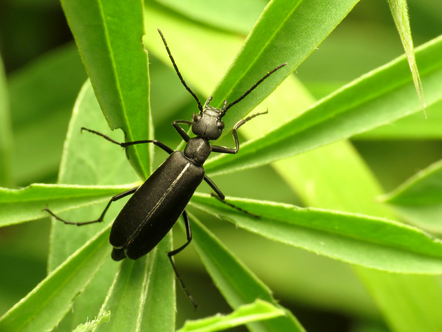 Blister Beetle