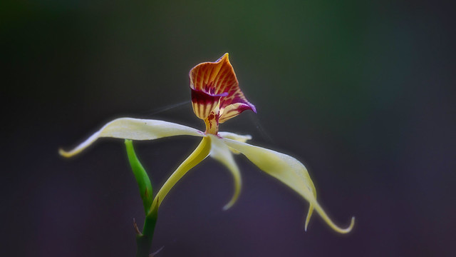 Black orchid (Encyclia Cochleatum)