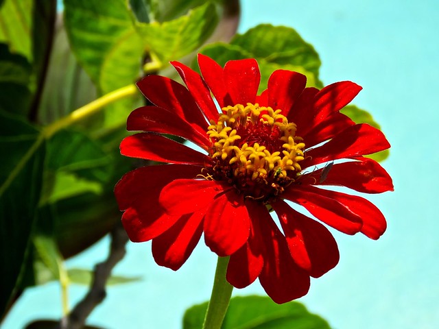 Red and Yellow California Hybrid Zinnia From Seed