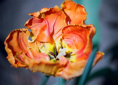 Tulipa - grands hybrides - tulipes chics et kitch (sections 1 à 11) 36306532681_3d90def85f