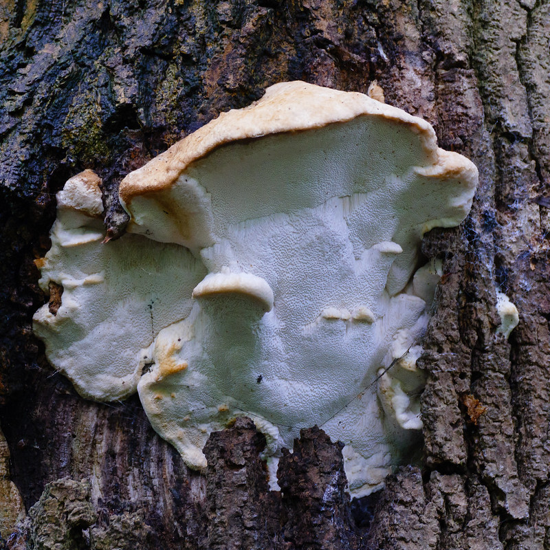 Bracket fungus on ash tree
