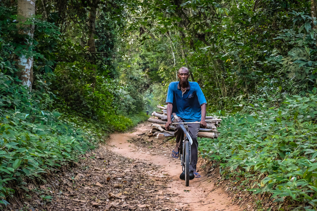 Man carrying wood, Yangambi, DRC.