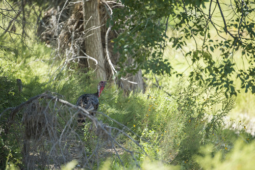 DSC_3154 | by BLM New Mexico