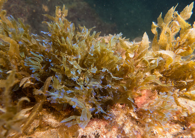 Iriidescent brown alga