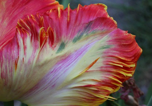Tulipa - grands hybrides - tulipes chics et kitch (sections 1 à 11) 35608687334_32c8a658c6