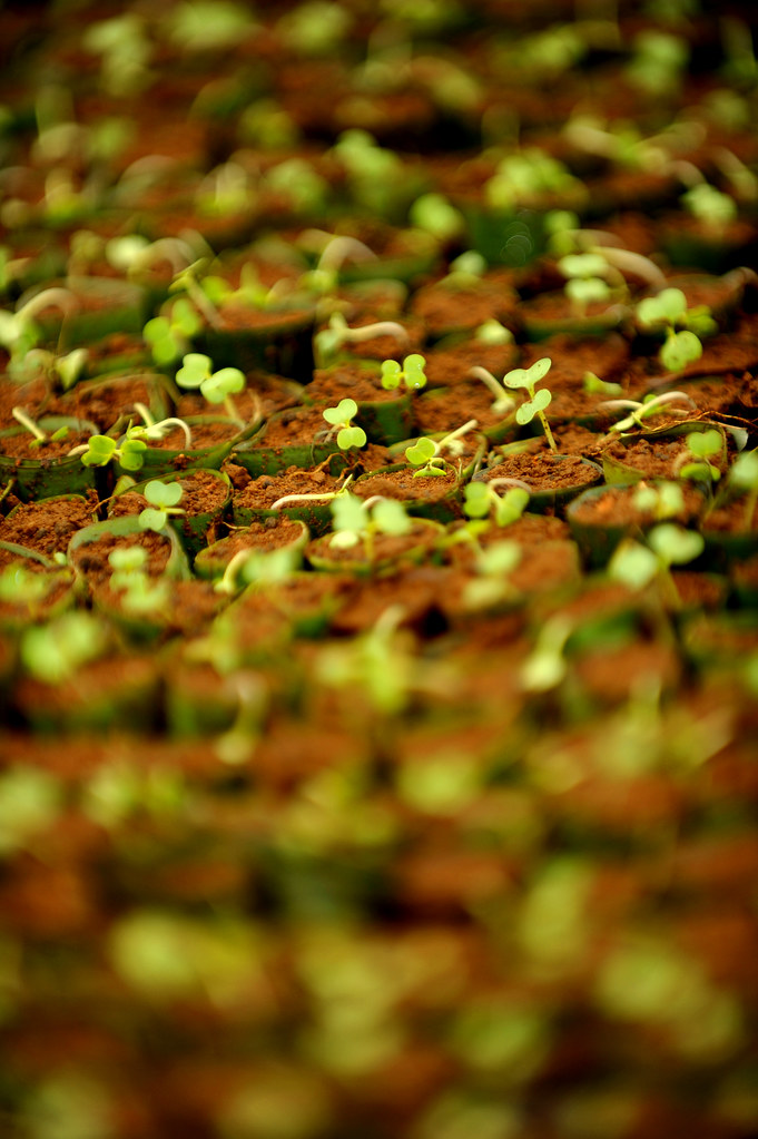Cabbage seedlings. Photo by Ricky Martin/CIFOR cifor.org blog.cifor.org If you...