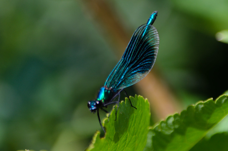 Male banded demoiselle dragonfly, Castlecroft