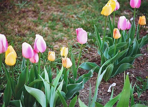Tulipa - grands hybrides - tulipes chics et kitch (sections 1 à 11) 36306544201_4333b39a7f
