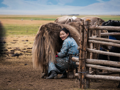 uliastai mongolia yakfarm zavkhanprovince zavkhan mongolië mn worldtrekker “worldtrekker”