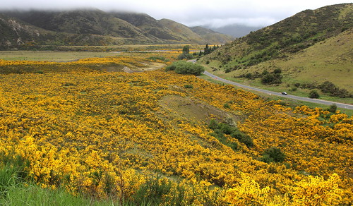 korowaitorlessetussocklandspark sh73 scotchbroom cytisusscoparius canterbury southisland newzealand