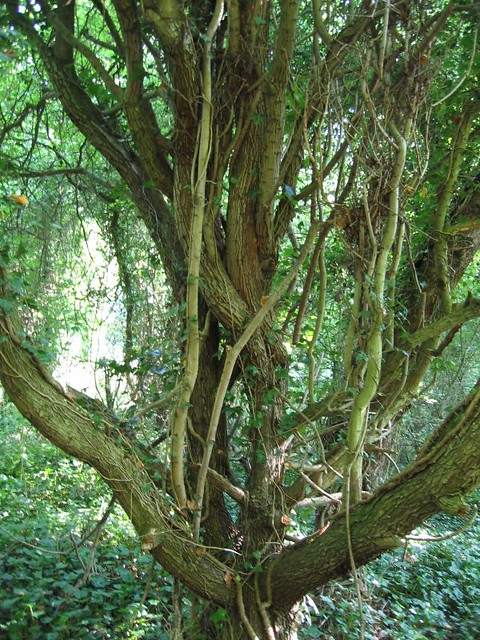 entwined tree 