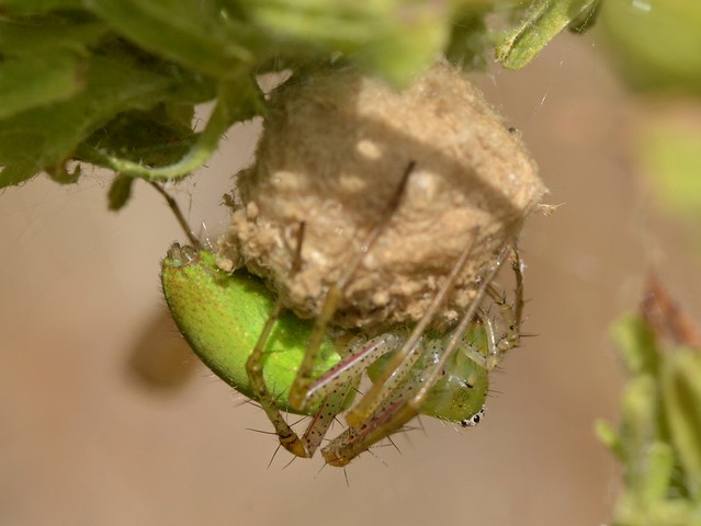 Green Lynx Spider on her egg case