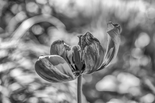 Tulip art