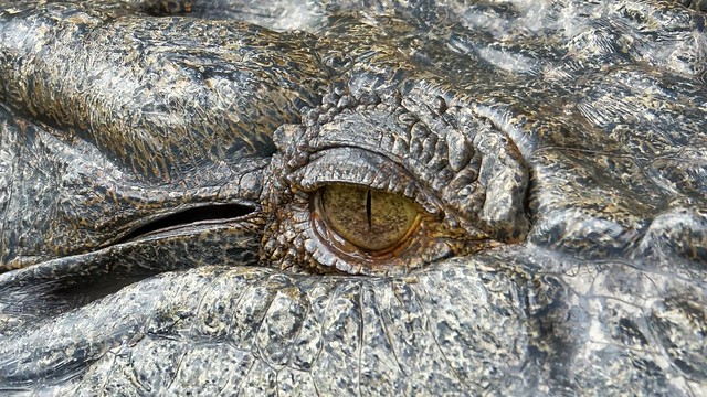 Eye of the Croc