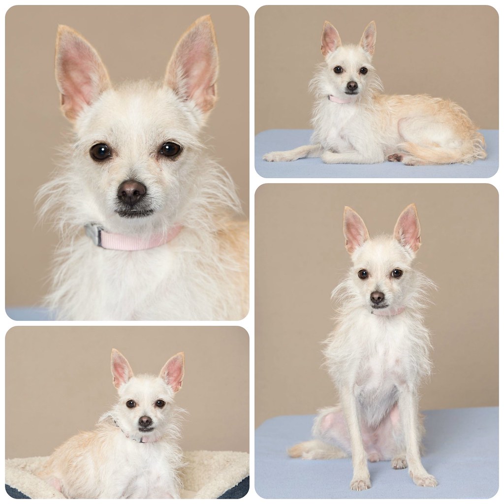 DaisyCollage Humane Society for Southwest WA Flickr