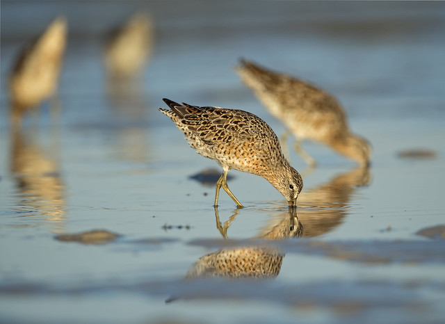 Dowitcher Symmetry