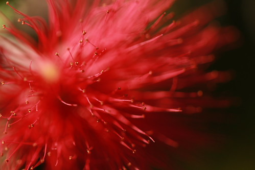 Fairy Duster | by lars hammar