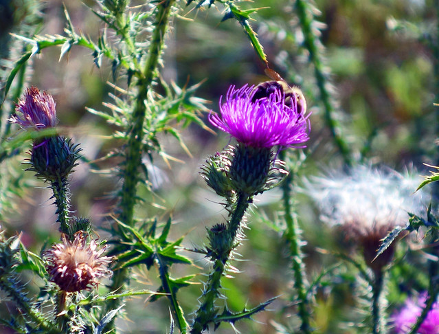 Thistle bloom with bee
